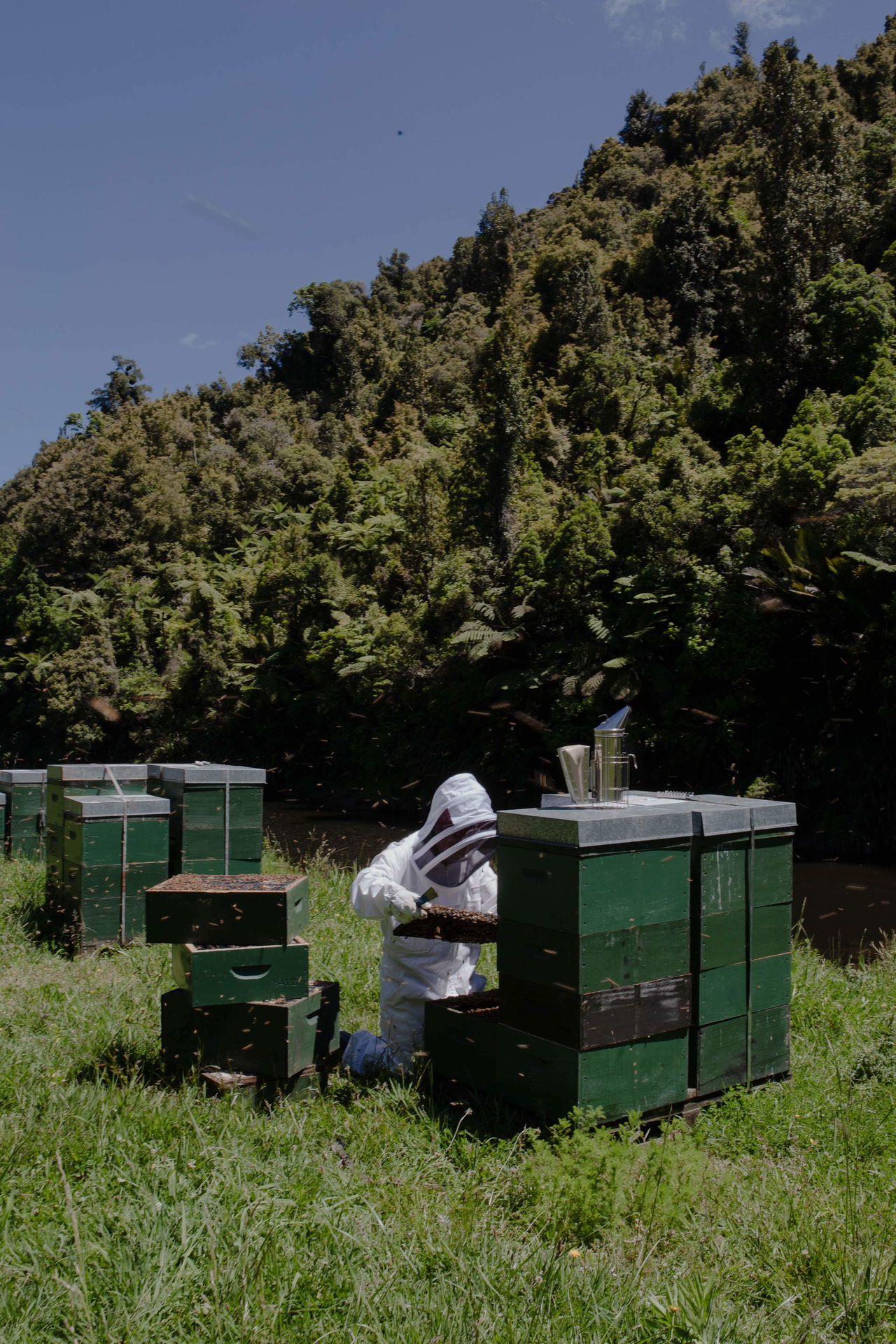 Beekeeper inspecting a hive in a green beekeeping suit surrounded by green hives in a forest