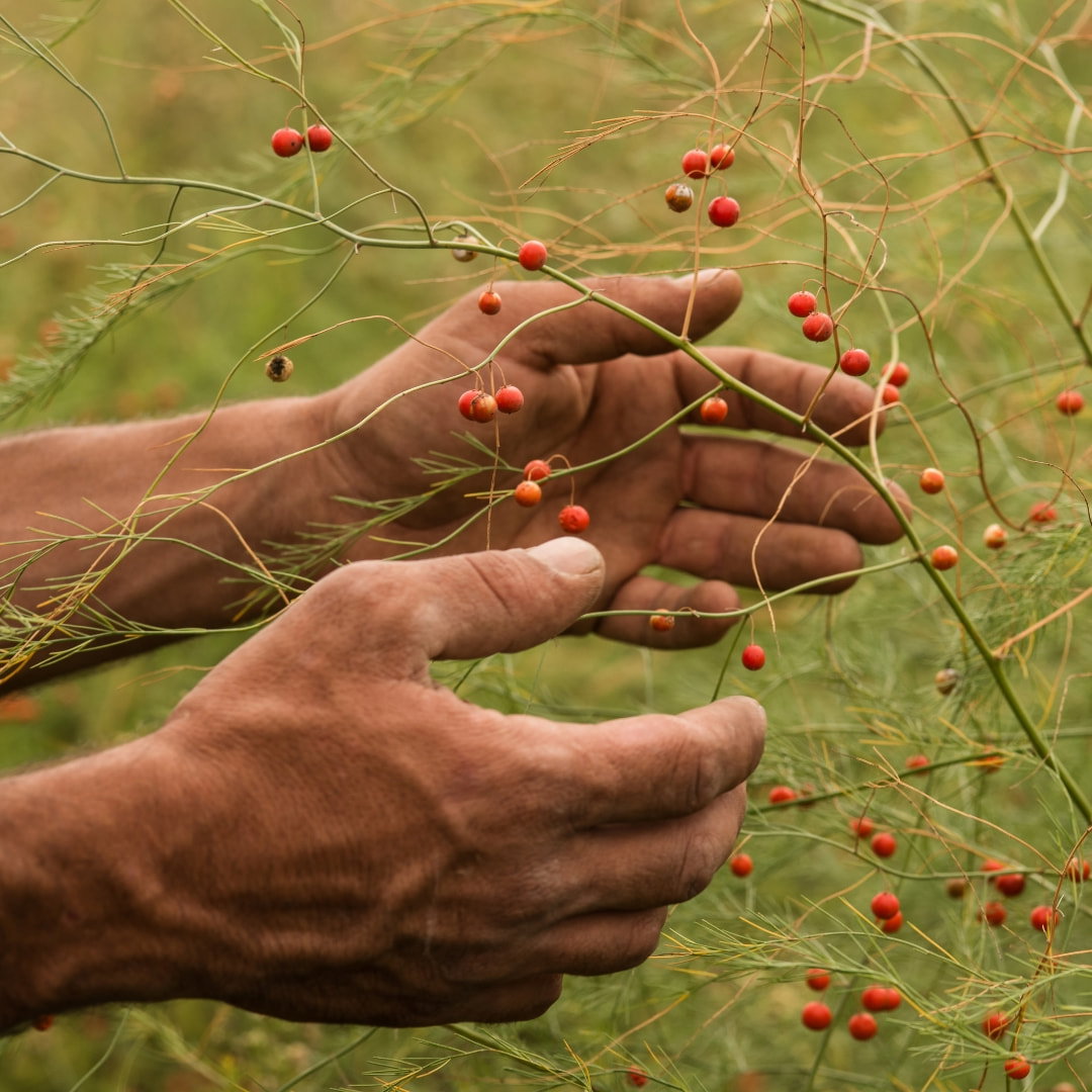 Weathered hands of a farmer grabbing berries off a plant. 