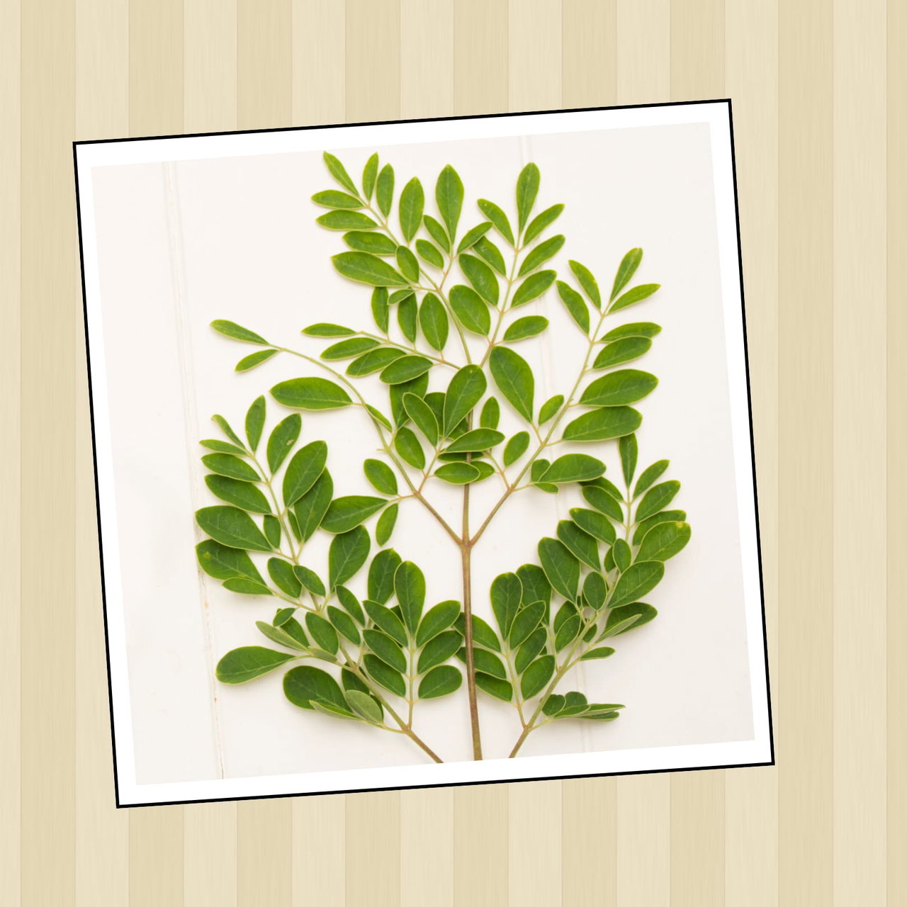 A branch of moringa with small oval green leaves against a white background.