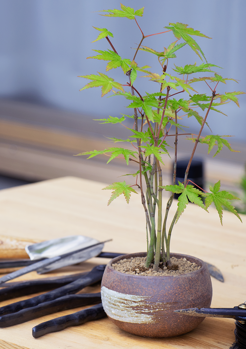 img-collection-repotting