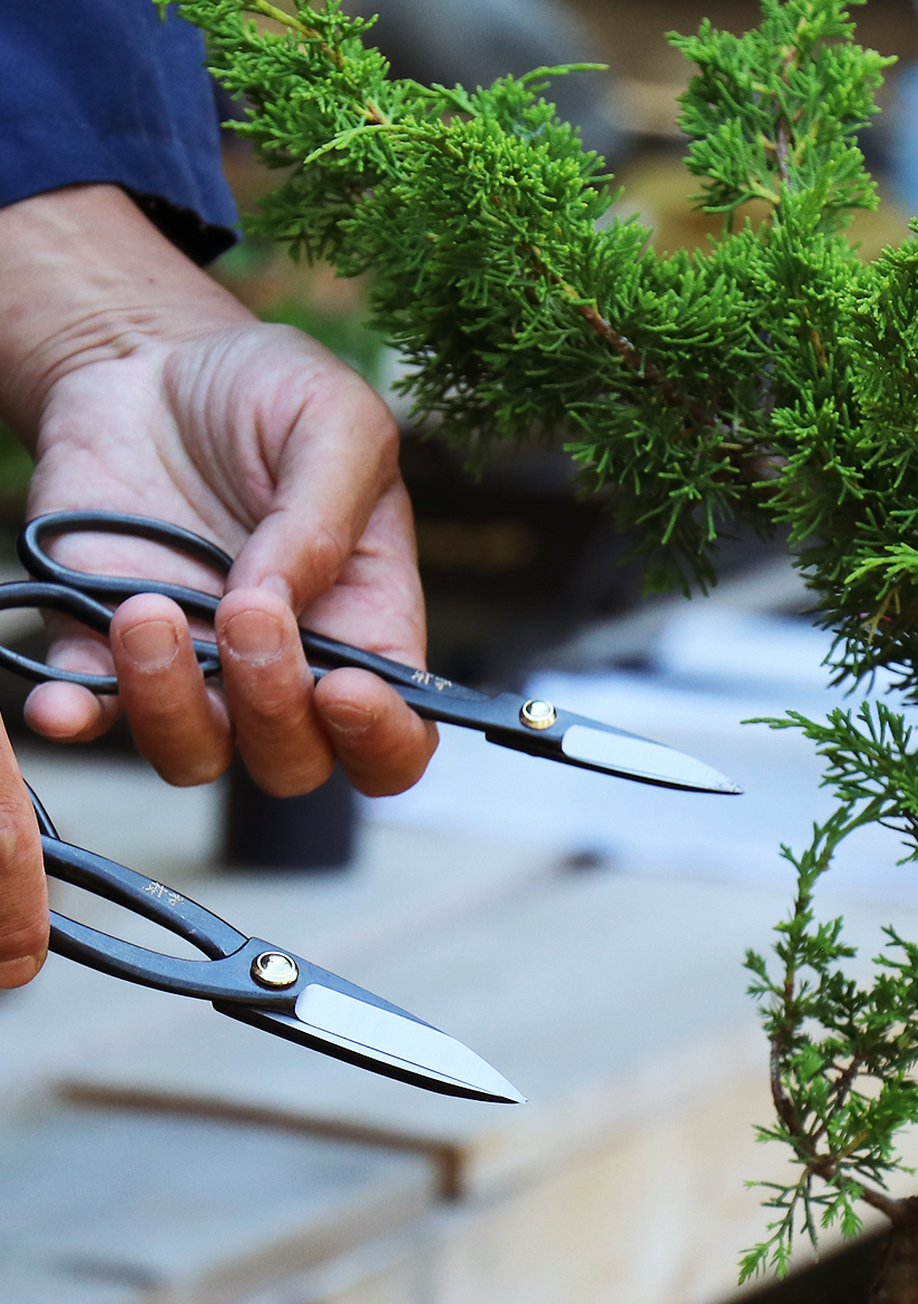 img-collection-trimming