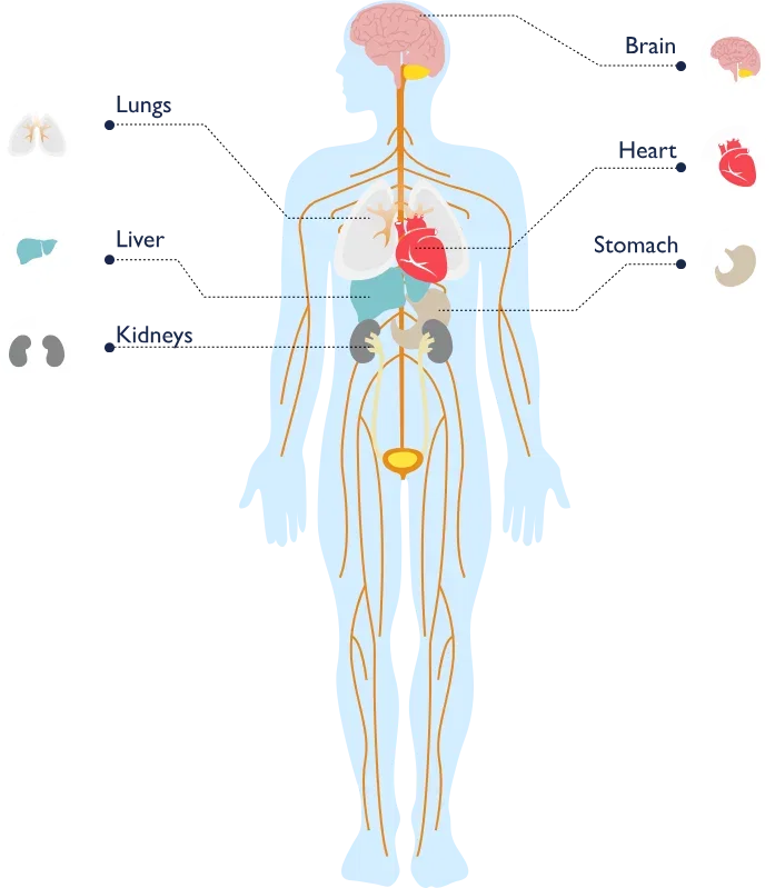 Diagram of the vagus nerve within the autonomic nervous system