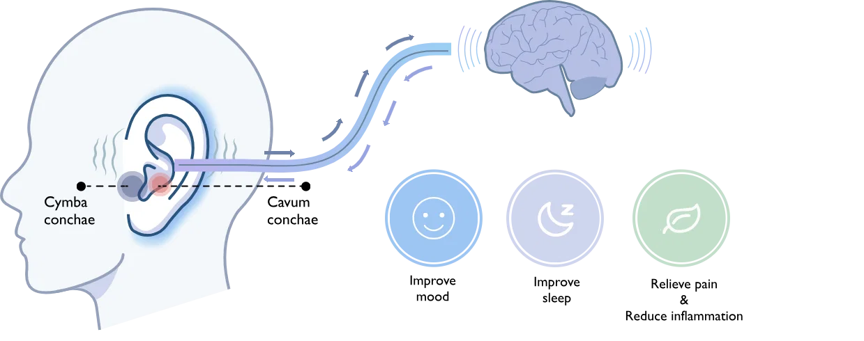 Diagram of auricular vagus nerve pathways from the ear to the brain