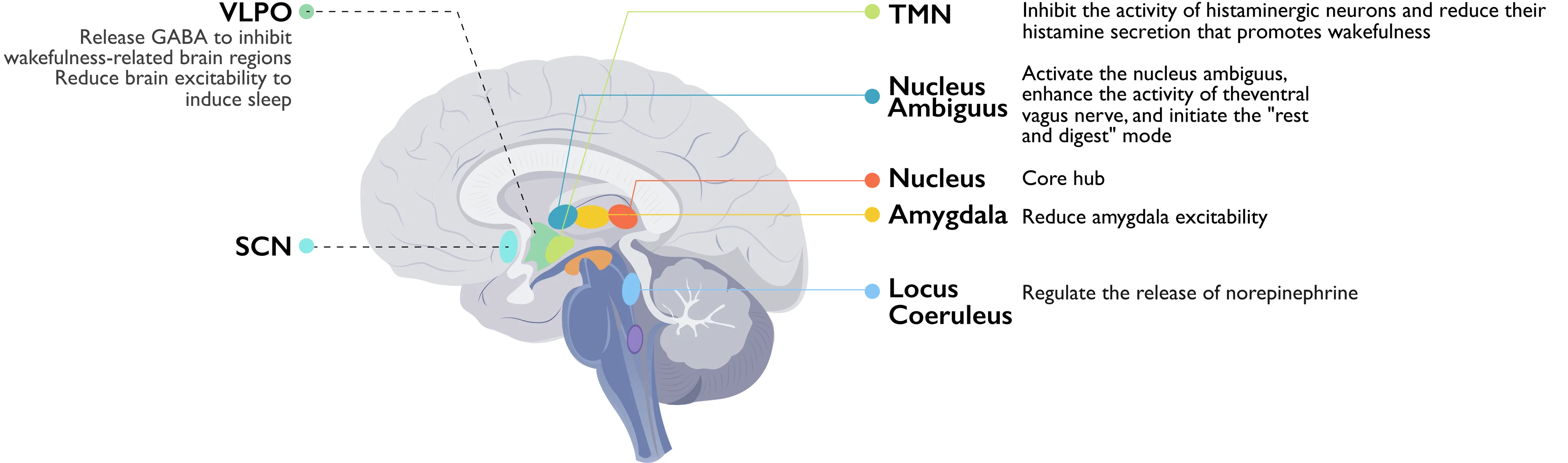 Diagram of vagus nerve brainstem pathways
