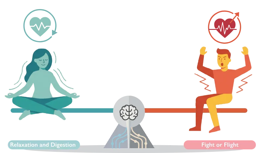 Diagram comparing sympathetic nerve accelerator and vagus nerve brake functions