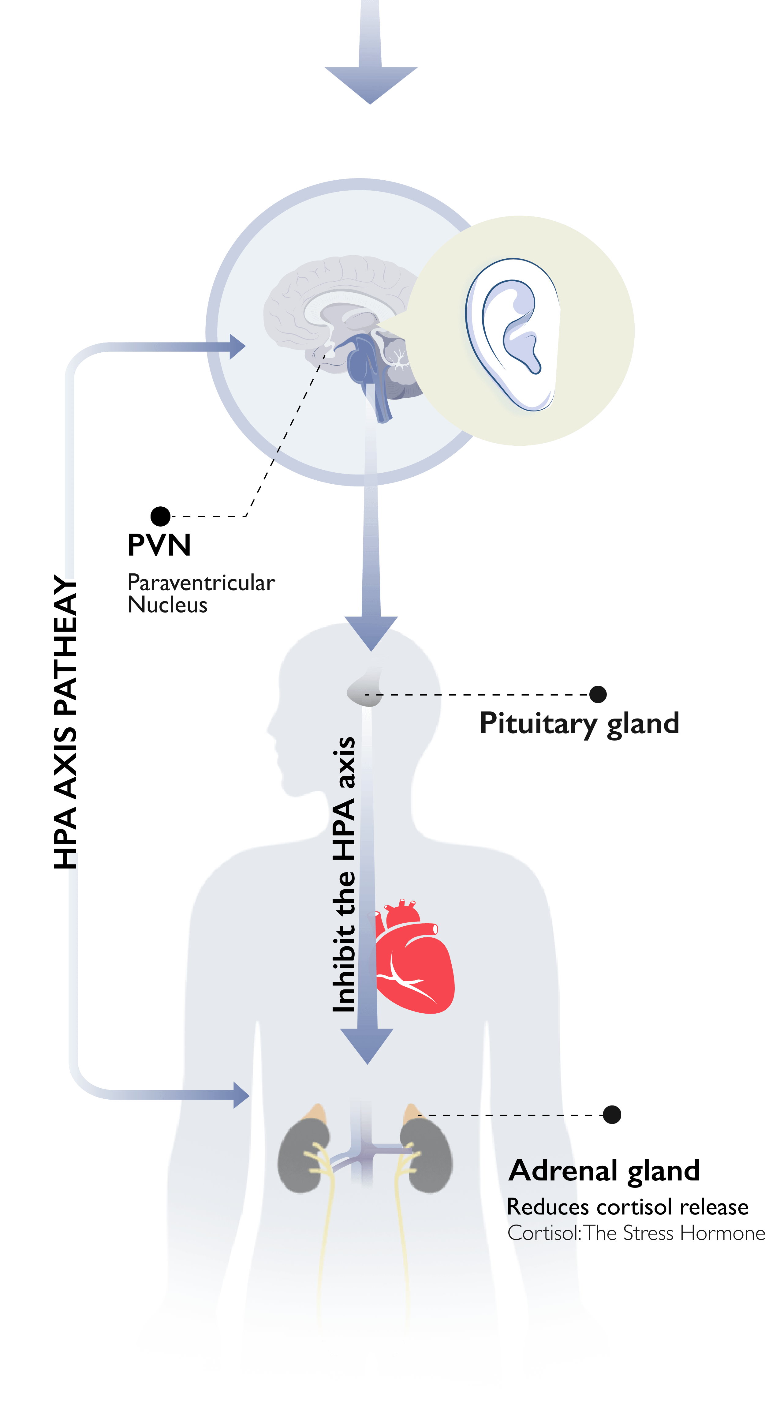 Diagram of vagus nerve inflammatory reflex pathways