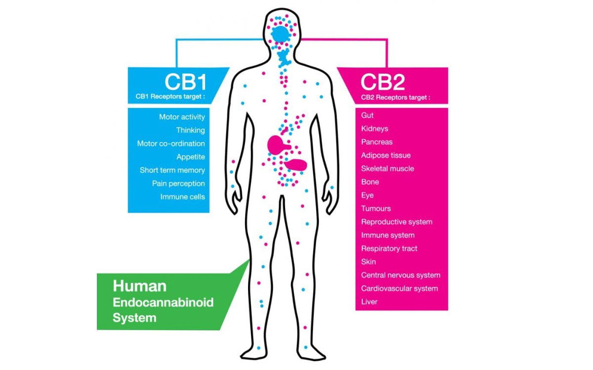 Diagram of human body showing CB1 and CB2 receptor targets, labeled in blue and pink.