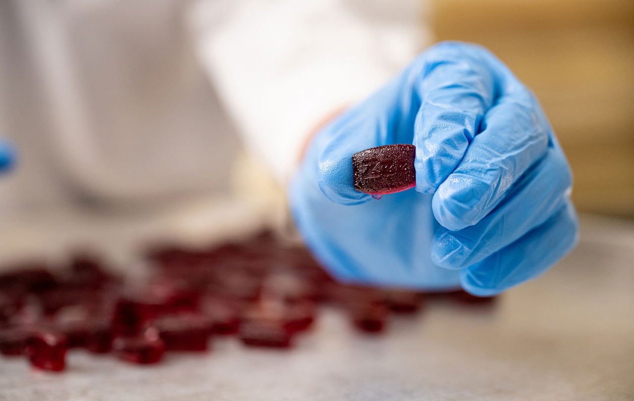 Gloved hand holds a small, dark red gummy candy over a table with similar gummies.