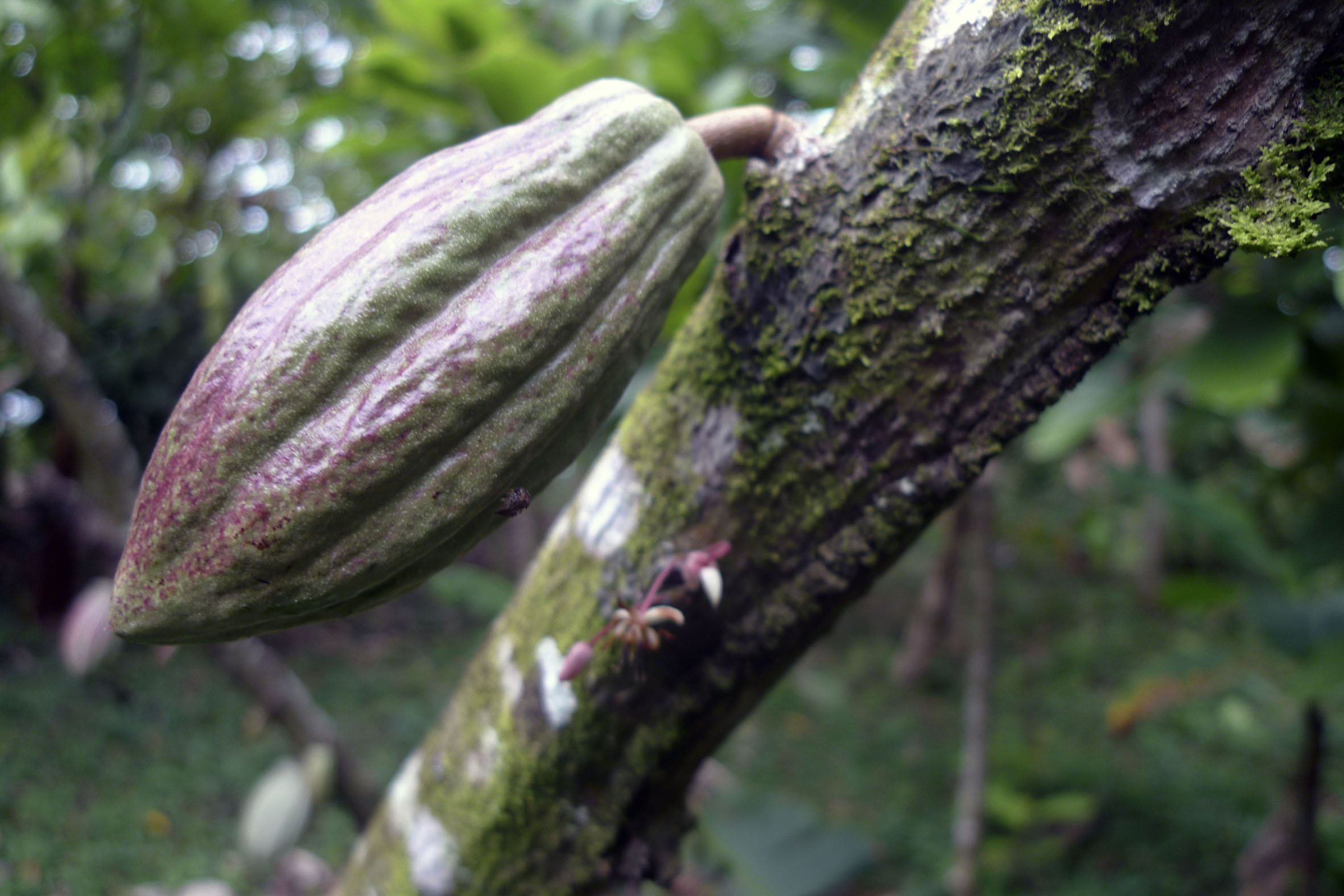 Eine längliche, grün-violett gesprenkelte Kakaofrucht hängt an einem bemoosten Stamm, darunter wachsen kleine Kakaoblüten direkt aus der Rinde