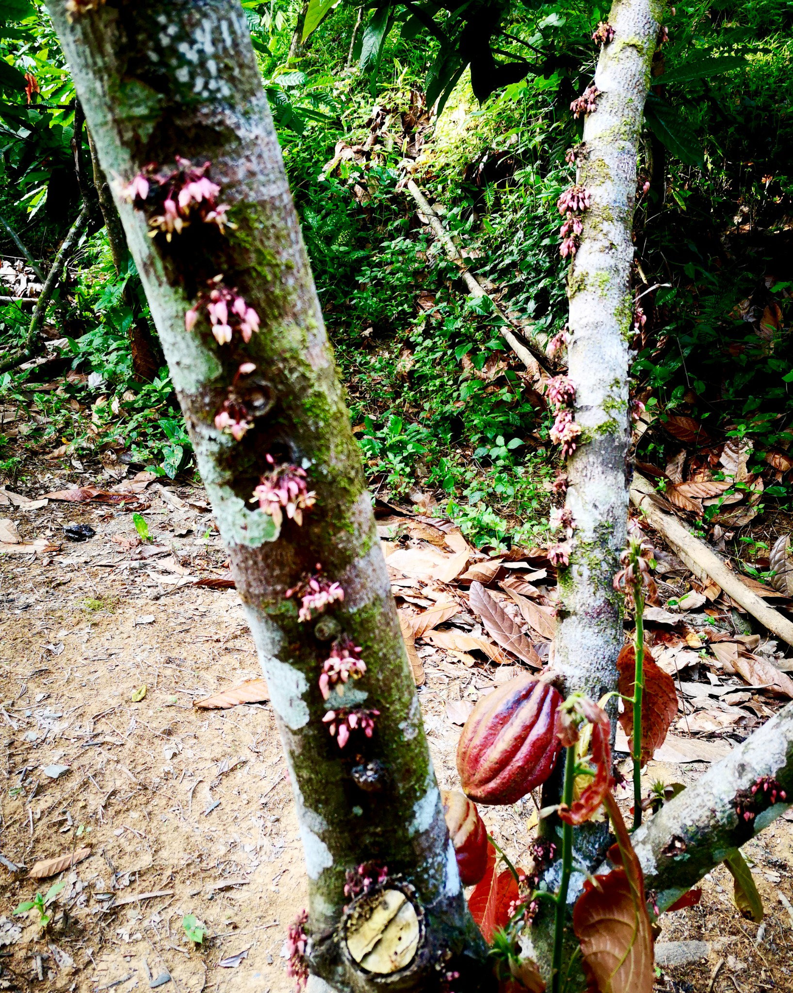 Rojo-Kakaobaum mit Blüten und reifer Frucht am Stamm
