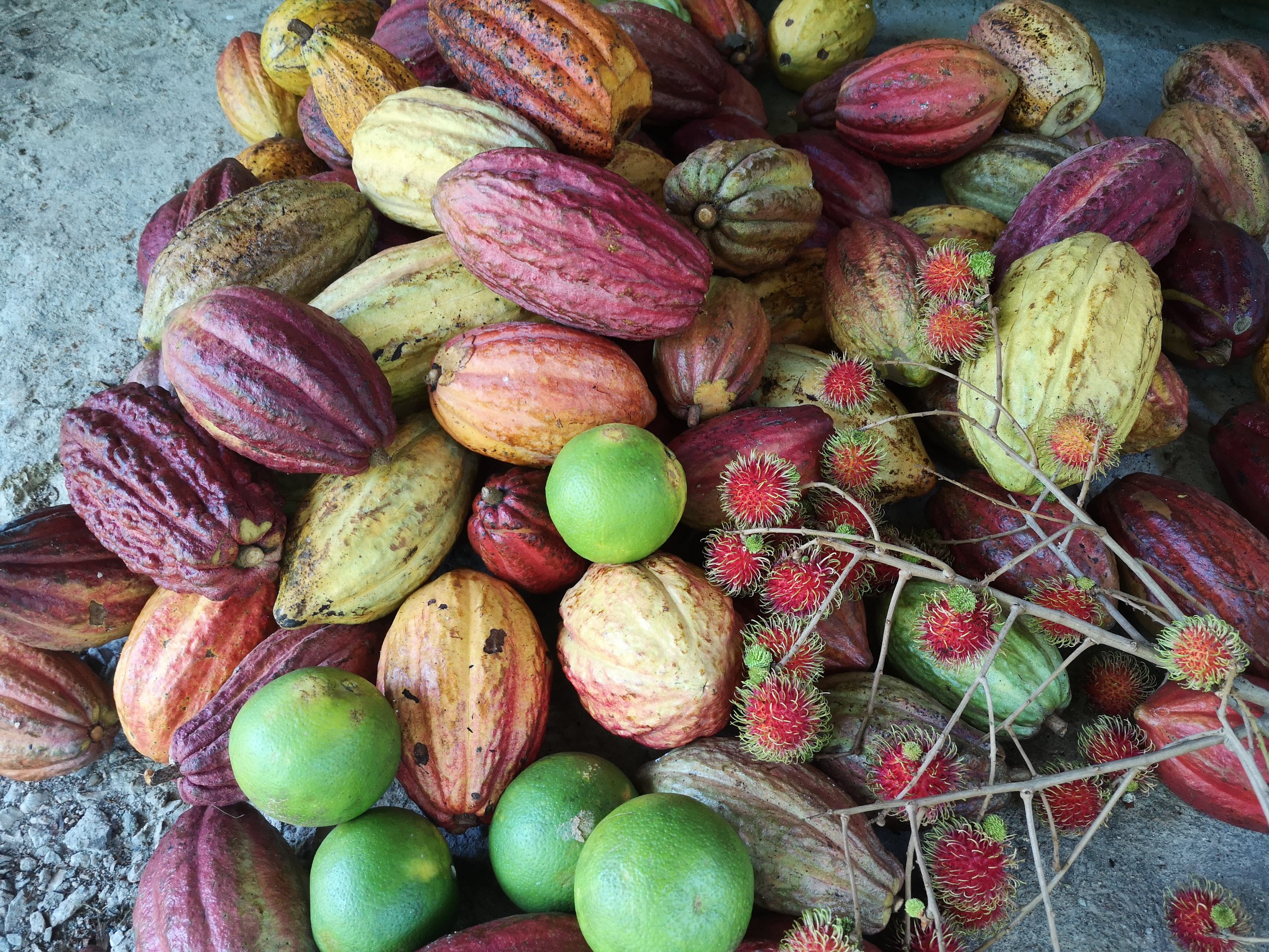 Draufsicht auf einen Haufen geernteter Kakaofrüchte in Karminrot, Violett, Orange, Gelb und Grün, dazwischen grüne Zitrusfrüchte und Zweige mit roten Rambutan auf hellem Beton