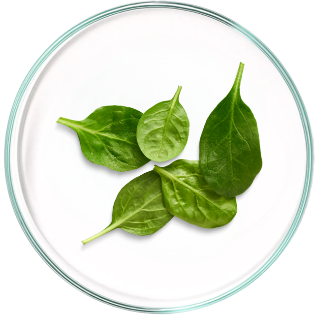 Fresh spinach leaves in a glass petri dish on a white background.