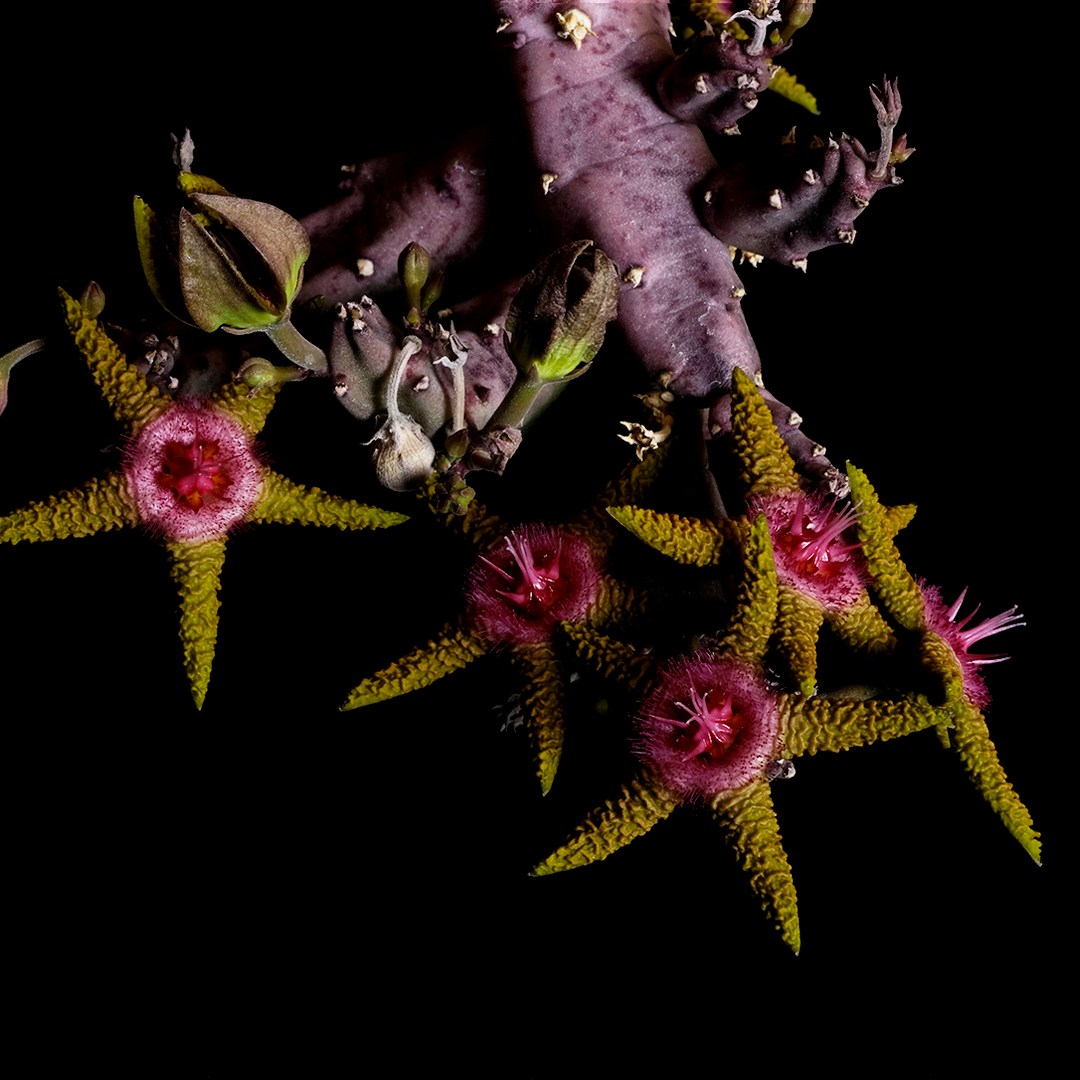 F485 珍奇植物 奇想天外Welwitschia mirabilis / ウェルウィッチア