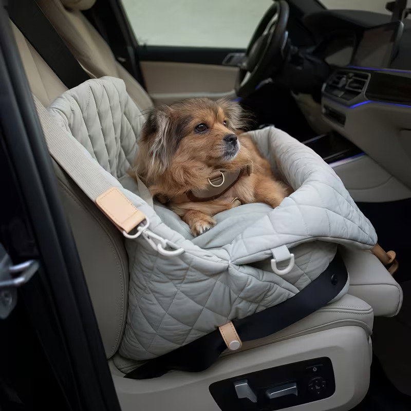 Small dog sitting in the Porter strapped onto a car back seat