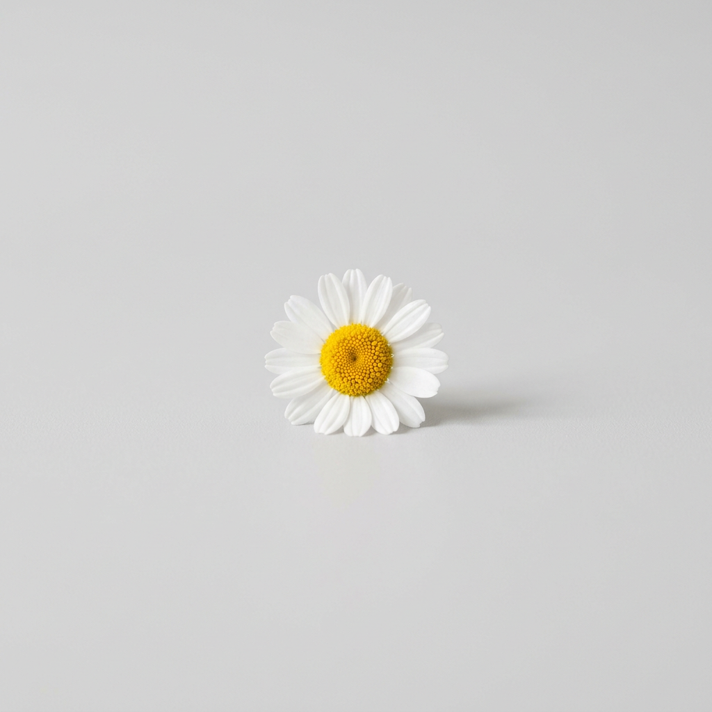 A single chamomile flower